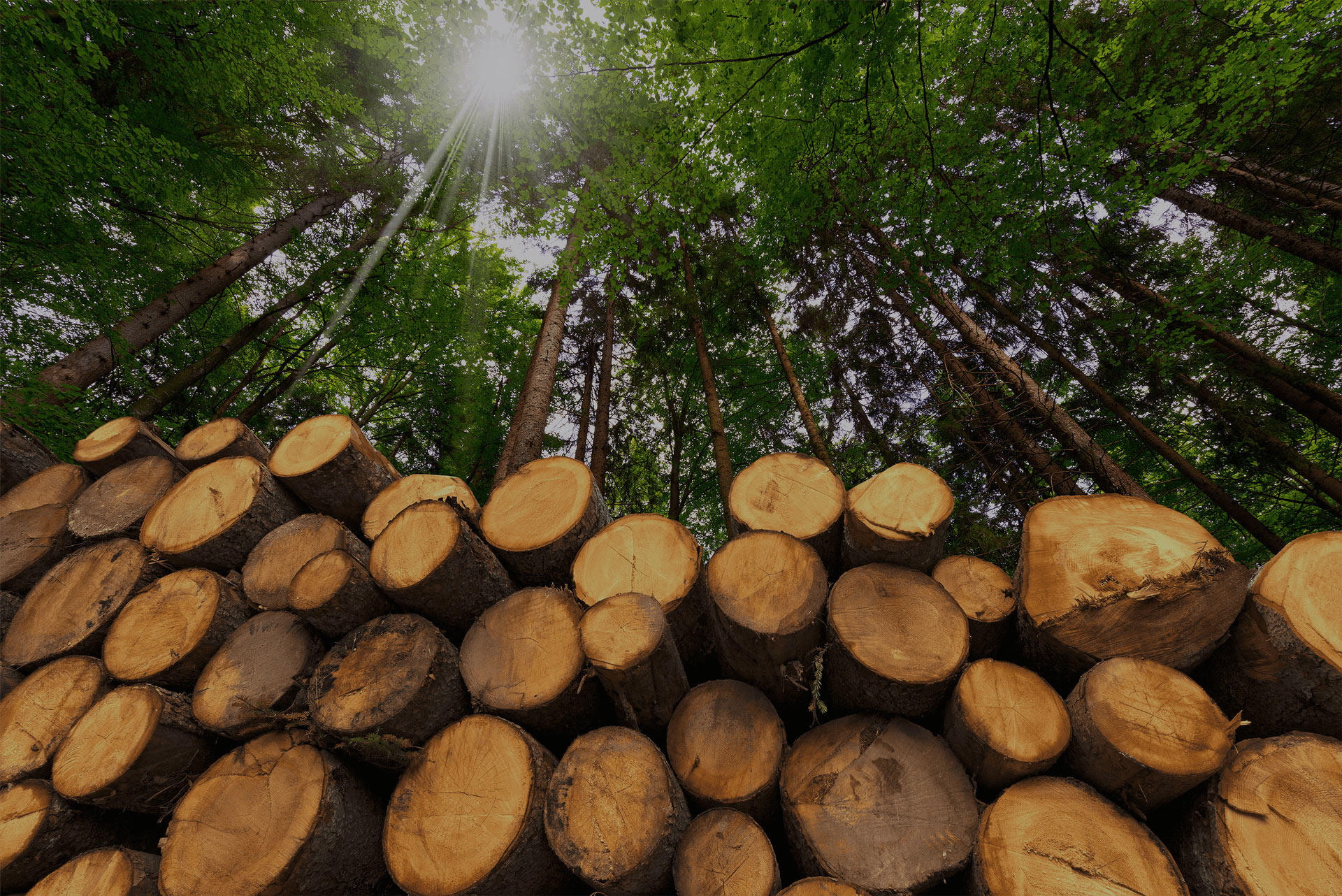 Stacked logs in a forest with sunlight through trees, representing the Stora Enso case study on Russia-Promo.